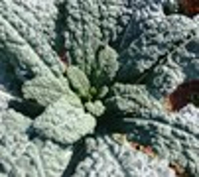 Produktfoto zu Palmkohl_ Schwarzkohl _Stängelkohl