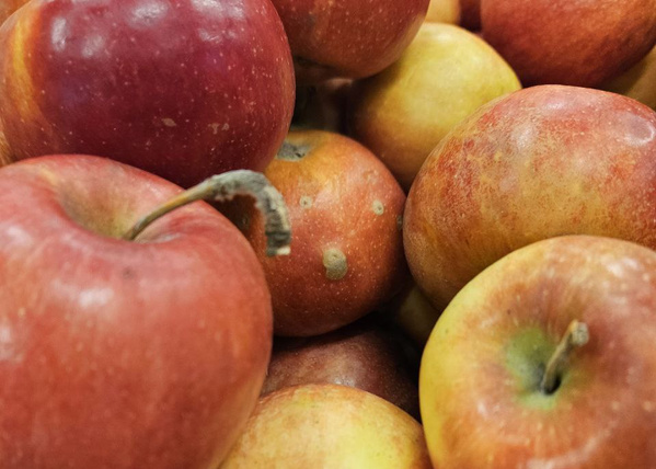 Korb voller Äpfel der Sorte rheinischer Krummstil. © Sven Teschke