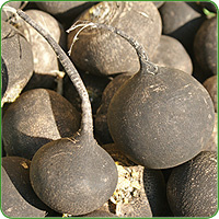 KI generiert: Das Bild zeigt eine Nahaufnahme von frischen Grünkohlblättern. Die krausen, grünen Blätter sind dicht beieinander angeordnet.