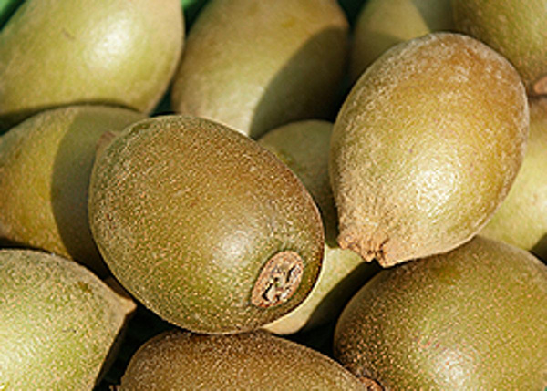 Produktfoto zu Kiwi Gold