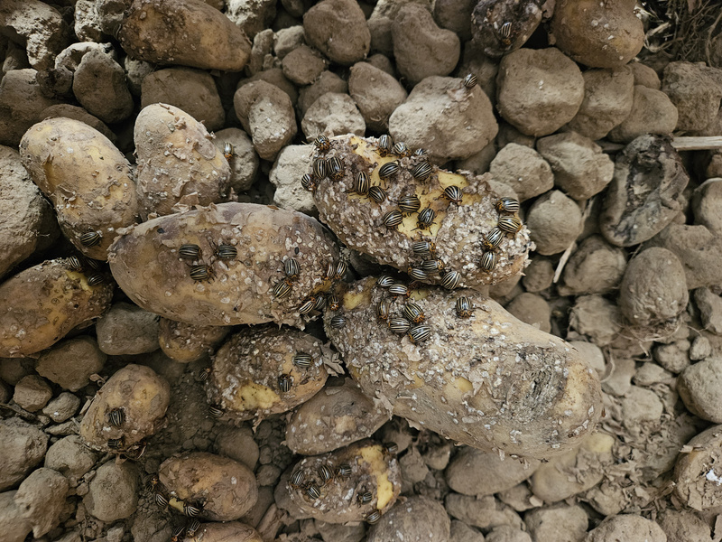 Kartoffelkäfer Befall in einer aussortierten Kiste