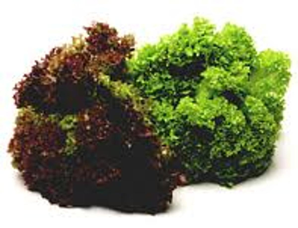 Produktfoto zu Schnittsalat _ Baby Leaf eigen