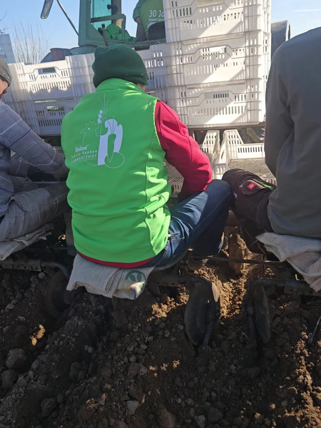 Pflanzen der Frühkartoffeln mit unserer Pflanzmaschine