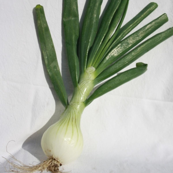 Produktfoto zu Gemüsezwiebeln groß frisch