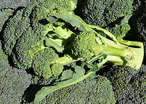 Produktfoto zu Brokkoli z.Zt. sehr knapp