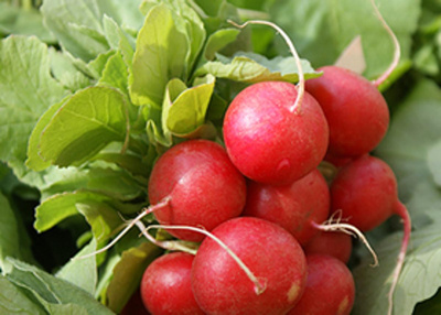 Produktfoto zu Radieschen