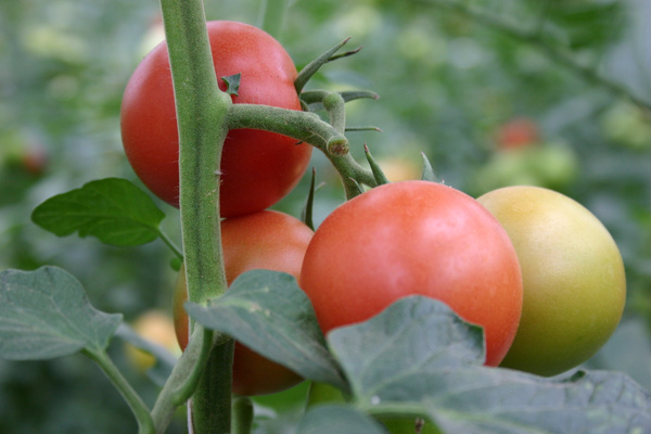 KI generiert: Das Bild zeigt eine Nahaufnahme von frischen Grünkohlblättern. Die krausen, grünen Blätter sind dicht beieinander angeordnet.