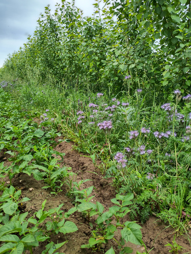 Blühstreifen am Agroforst Pappelstreifen