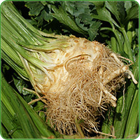 KI generiert: Das Bild zeigt eine Nahaufnahme von frischen Grünkohlblättern. Die krausen, grünen Blätter sind dicht beieinander angeordnet.