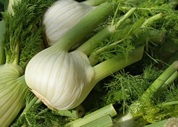 Produktfoto zu Fenchel
