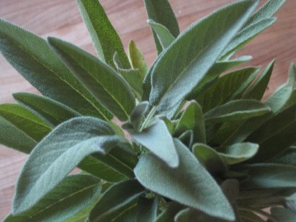 Produktfoto zu Salbei eigen