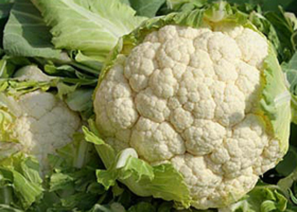Produktfoto zu Blumenkohl klein, ca 0,4 -0,5 kg