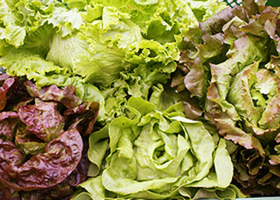 Produktfoto zu Blattsalat eigen= verschiedene Sorten