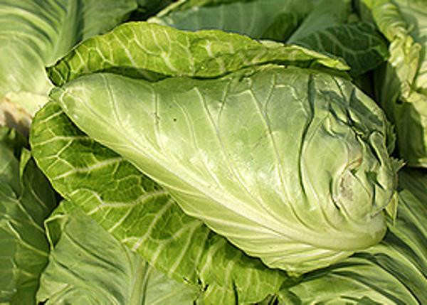 Produktfoto zu Spitzkohl, 0,7-1,2 kg