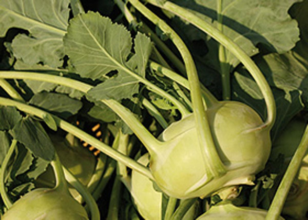 Produktfoto zu Kohlrabi (Mo+Die noch Italien