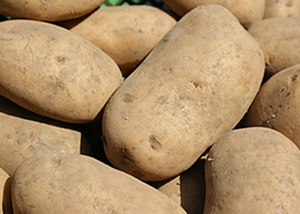 Produktfoto zu Kartoffeln Sunita 5 kg