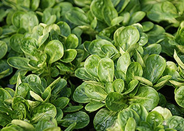 Produktfoto zu Feldsalat eigen