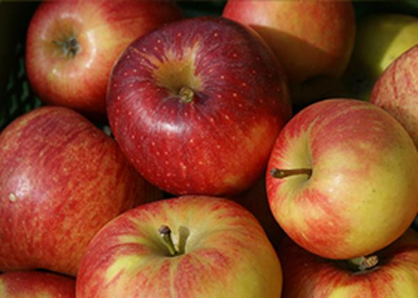 Produktfoto zu Apfel Delcoros