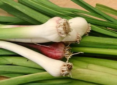 Produktfoto zu Bundknoblauch mit Grün