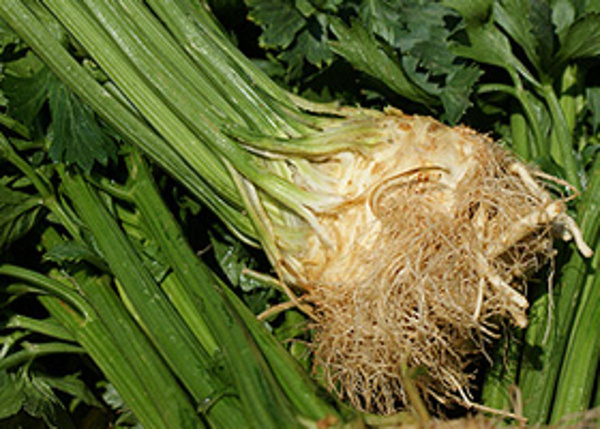 Produktfoto zu Sellerie m. Grün eigen