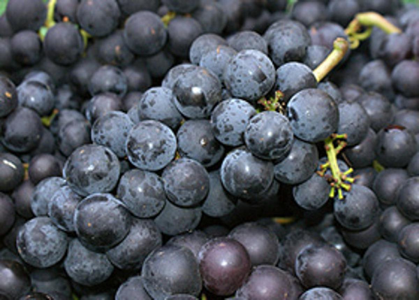 Produktfoto zu Trauben blau_rot kernlos