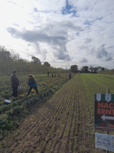 KI generiert: Menschen ernten Gemüse auf einem Feld. Text auf Schild: "NACHERNTE".
