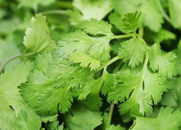 Produktfoto zu Koriander