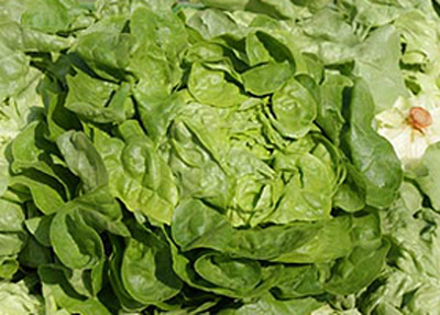 Produktfoto zu Blattsalat
