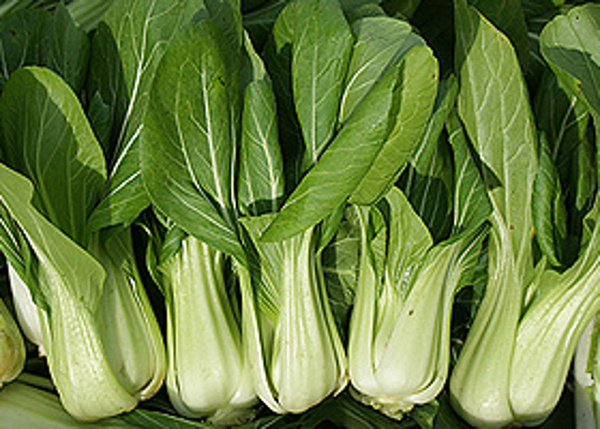 Produktfoto zu Pak-Choi, ca. 250-300 g