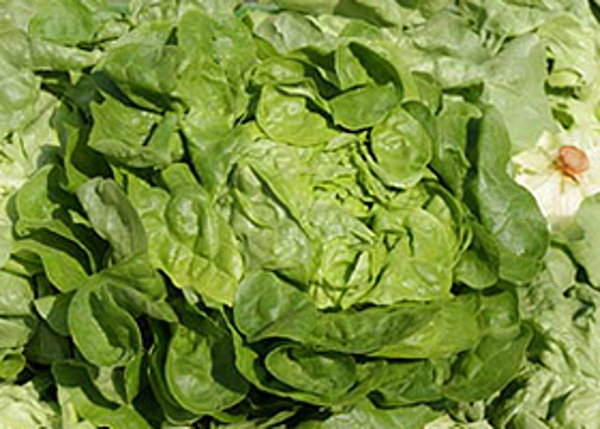 Produktfoto zu Blattsalat