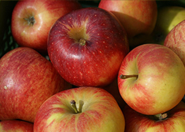 Produktfoto zu Apfel der Woche Shalimar