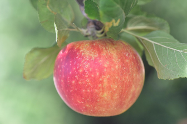 KI generiert: Ein roter Apfel hängt an einem Baum mit grünen Blättern.
