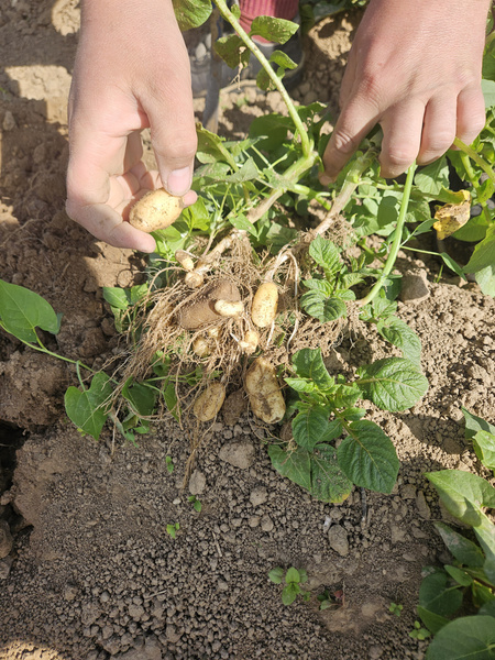 KI generiert: Eine Person erntet Kartoffeln direkt aus der Erde.