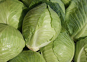 KI generiert: Das Bild zeigt eine Nahaufnahme von frischen Grünkohlblättern. Die krausen, grünen Blätter sind dicht beieinander angeordnet.