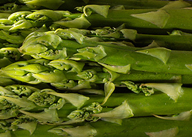 KI generiert: Das Bild zeigt eine Nahaufnahme von frischen Grünkohlblättern. Die krausen, grünen Blätter sind dicht beieinander angeordnet.