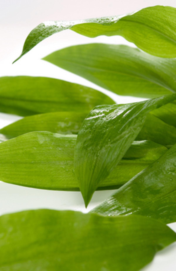 Produktfoto zu Bärlauch Bund