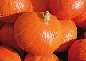 KI generiert: Das Bild zeigt mehrere leuchtend orangefarbene Kürbisse, die dicht beieinander liegen. Der Hauptinhalt sind die Kürbisse, die eine herbstliche Stimmung vermitteln.