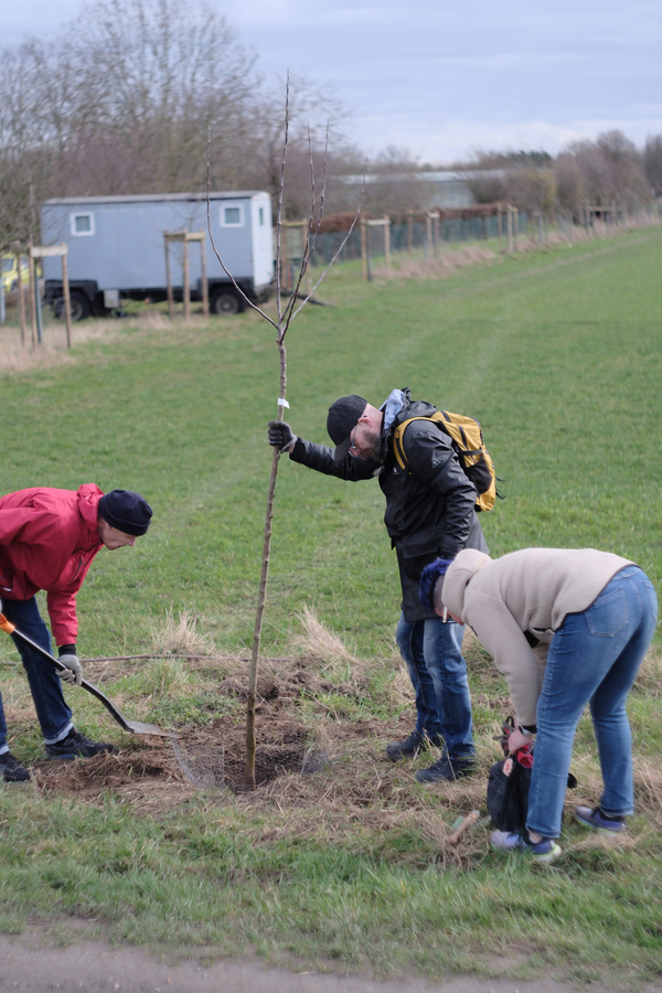 KI generiert: Drei Personen pflanzen draußen einen kleinen Baum auf einer Wiese.