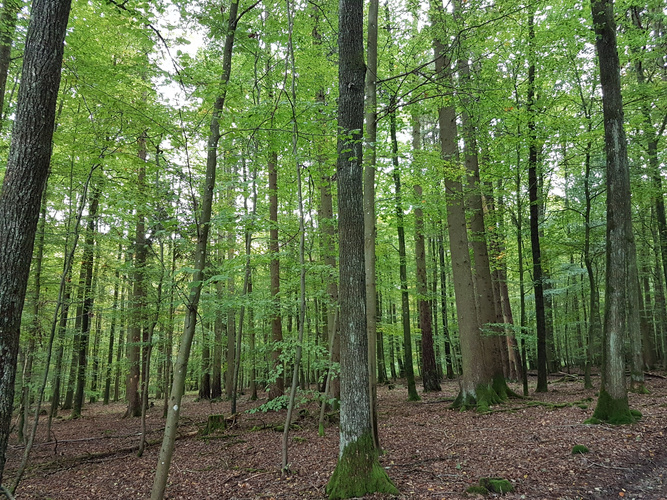 KI generiert: Ein dichter Wald mit hohen Bäumen und grünem Laub.
