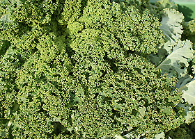 KI generiert: Das Bild zeigt eine Nahaufnahme von frischen Grünkohlblättern. Die krausen, grünen Blätter sind dicht beieinander angeordnet.