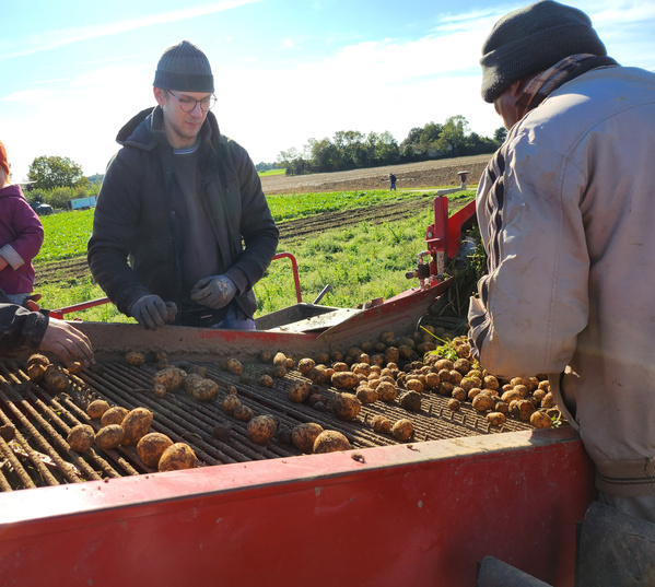 KI generiert: Menschen sortieren frisch geerntete Kartoffeln auf einem Bauernhof.