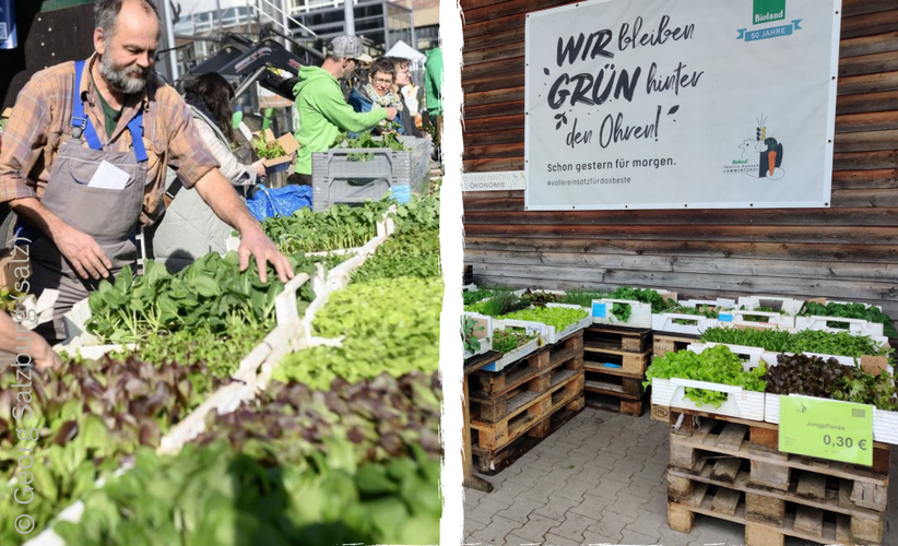 biolandlammertzhof_saatgut-festival2024