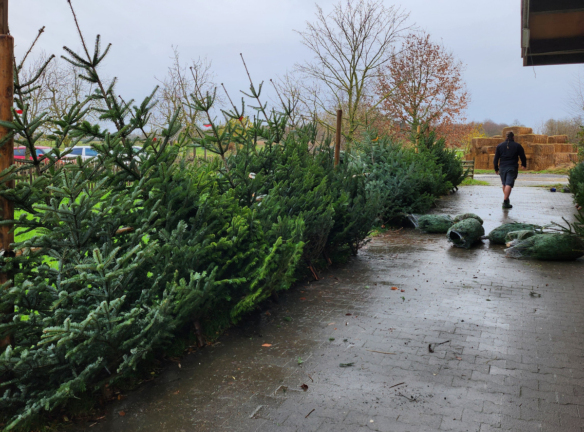 KI generiert: Weihnachtsbäume aufgereiht zum Verkauf, Person geht in der Ferne, strohbedeckte Landschaft im Hintergrund.
