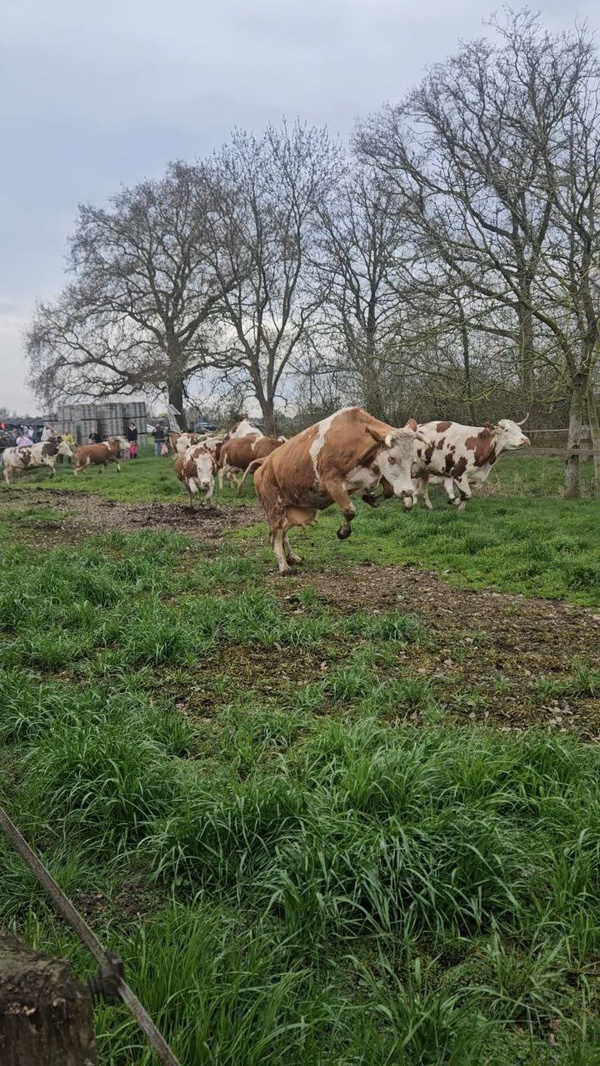 KI generiert: Kühe springen über eine Wiese, Bäume im Hintergrund, ein fröhlicher Frühlingsanfang auf der Weide.