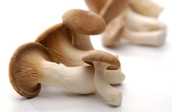 Produktfoto zu Kräuterseitlinge