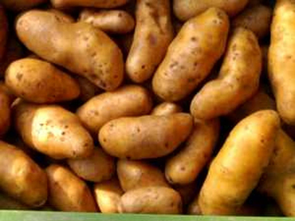 Produktfoto zu Kartoffeln Goldmarie 2,5 kg