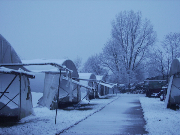 KI generiert: Das Bild zeigt eine Nahaufnahme von frischen Grünkohlblättern. Die krausen, grünen Blätter sind dicht beieinander angeordnet.