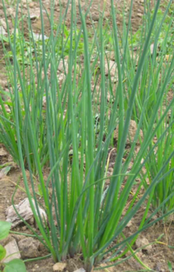 Produktfoto zu Schnittlauch eigen