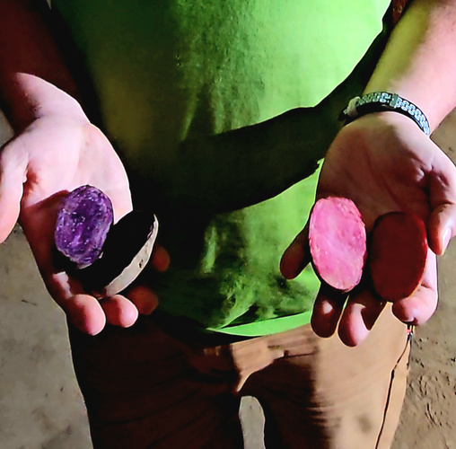 KI generiert: Zwei Hände halten bunte, halbierte Kartoffeln: eine violett, eine rot.