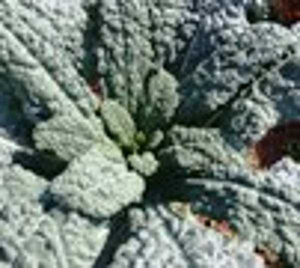 Produktfoto zu Palmkohl_ Schwarzkohl _Stängelkohl